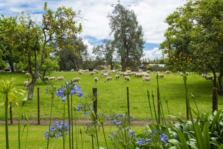 33 Caesar Road Ormond_17