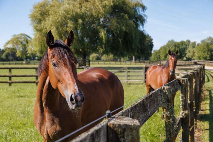 136 Wells Road Okoroire_34