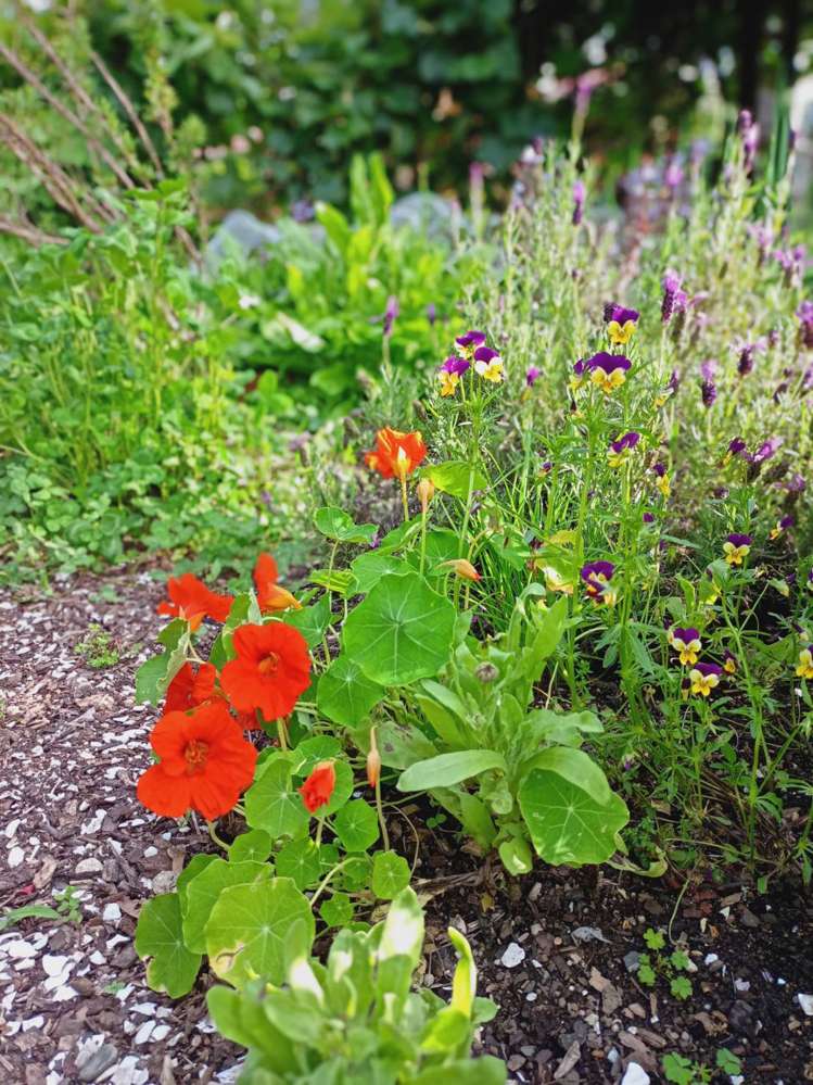 102 Waitetuna Valley Road Raglan_14