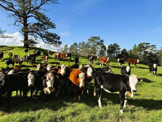 Grazing/Lifestyle With Scenic Building Opportunity