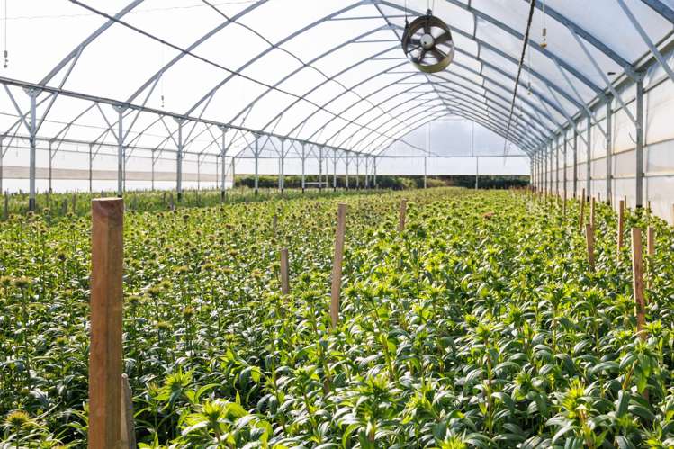 7 Campbell Road Aorangi_25