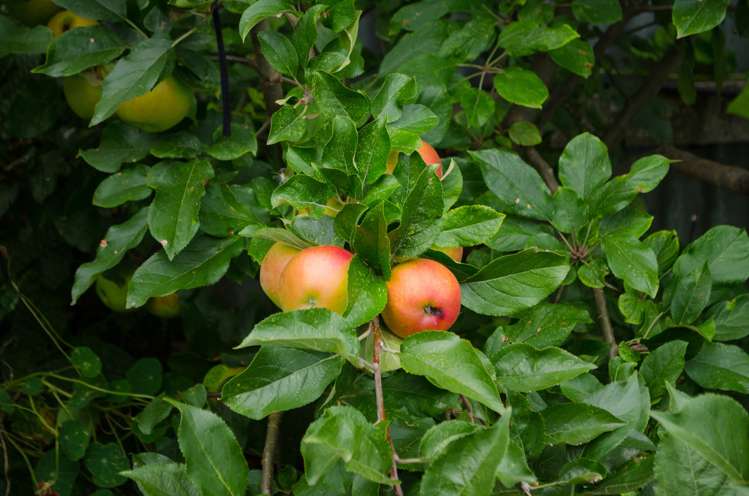 23 South Road Masterton_15