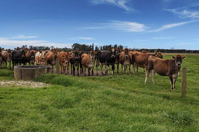 Graze, Hort or Dairy Support