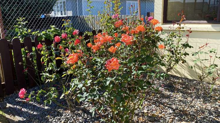 15 Central Street Matamata_17