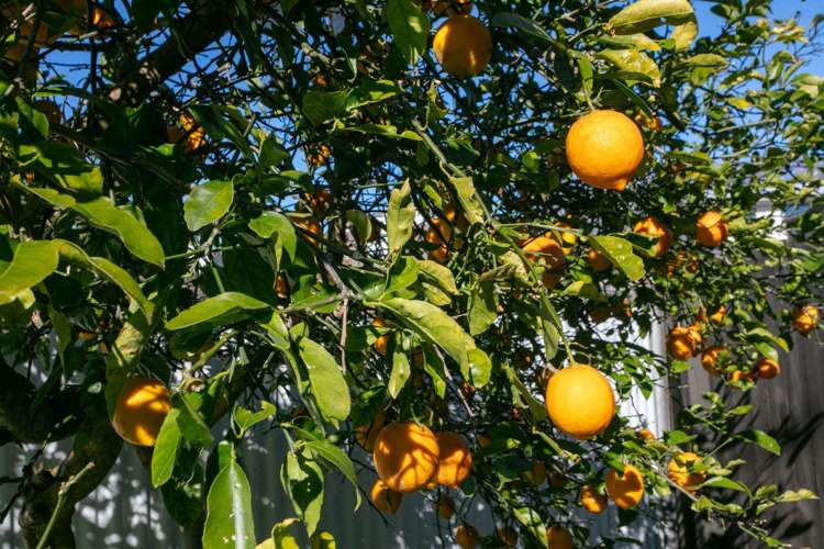 9a Robinson Street Katikati_13