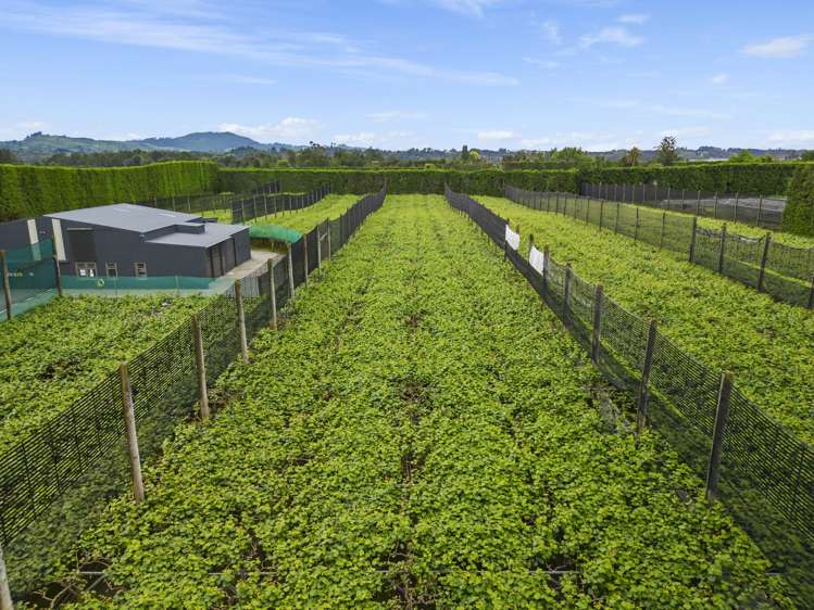 151 Beach Road Katikati_31