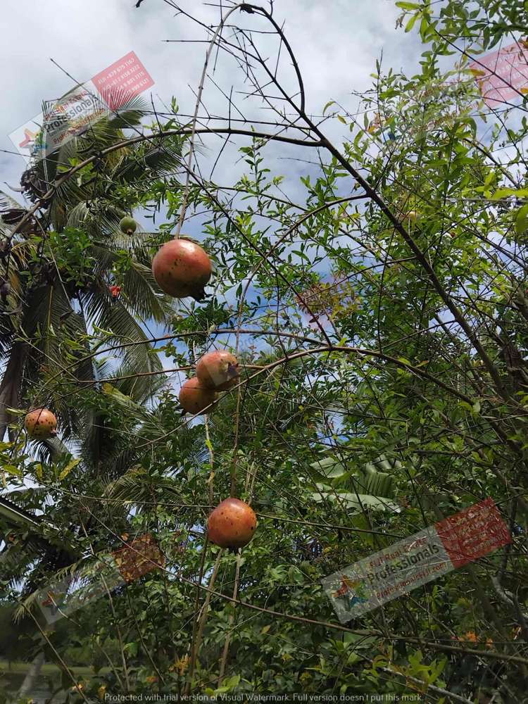 Address withheld Labasa_24