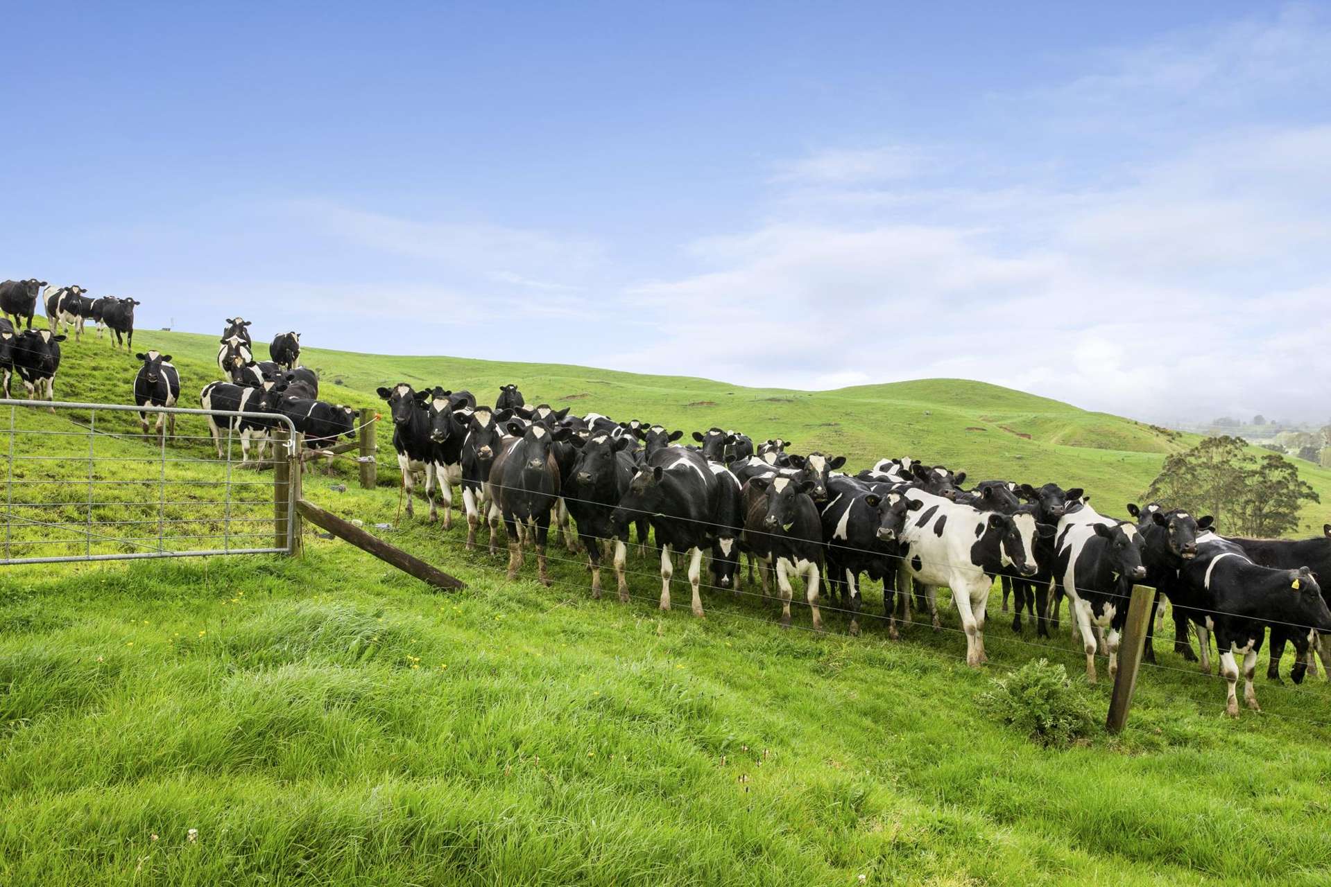 637 to 897 Tahuroa Road Morrinsville_0