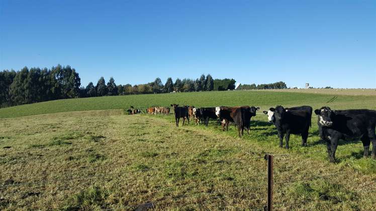 278 Beaconsfield Road Fairview_18