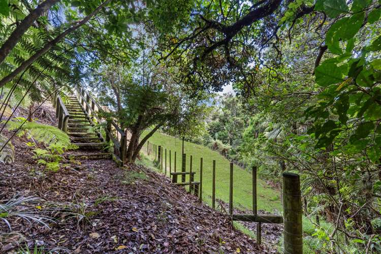 94 Ara-Kotinga Whitford_31