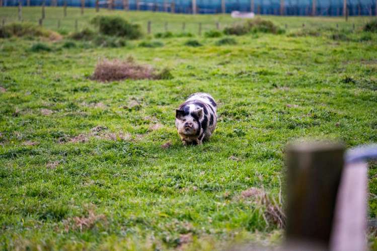 34 Taurangaruru Road Waiuku_15