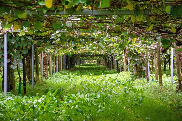 781 Rewatu Road Whakatane_2