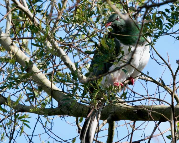 20b Grand Vue Road Kawaha Point_12