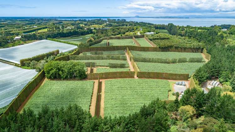 169 Kauri Point Road Tahawai_14