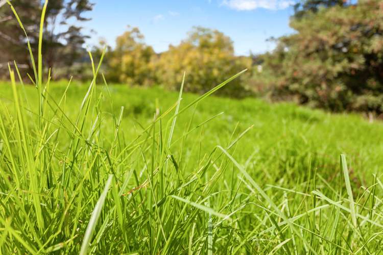 91c Looney Road Opotiki and Surrounds_2