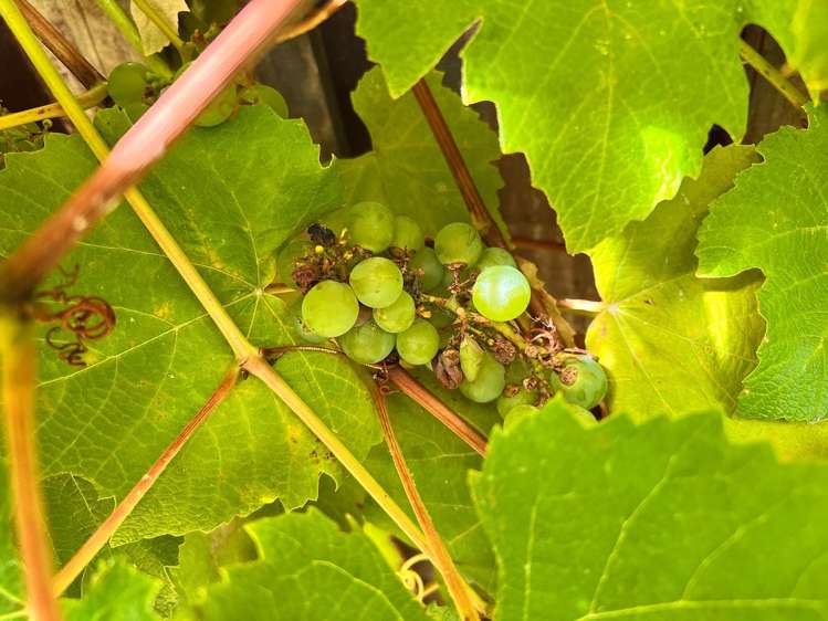 2/26 Tawa Street Eastbourne_4