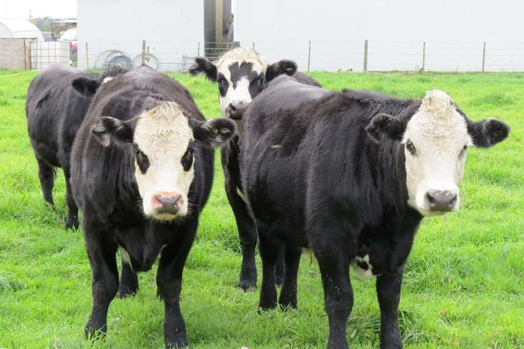 390 Birchs Road Lincoln_3