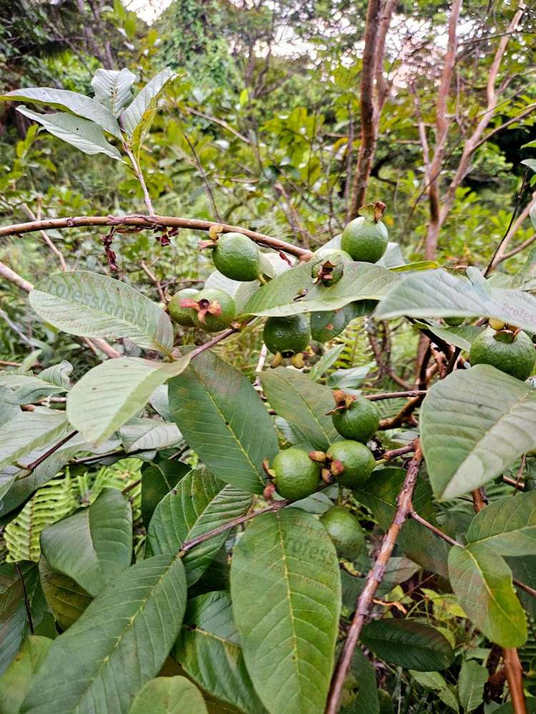 Address withheld Savusavu_6