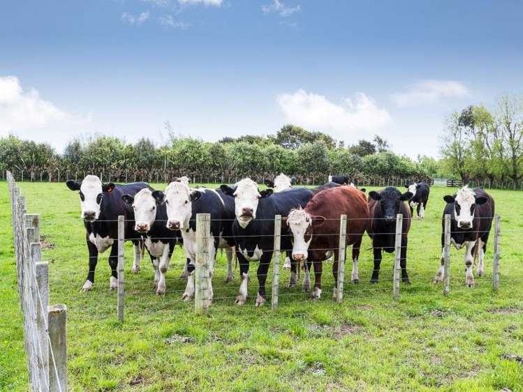 210 Oroua Road Kairanga_18