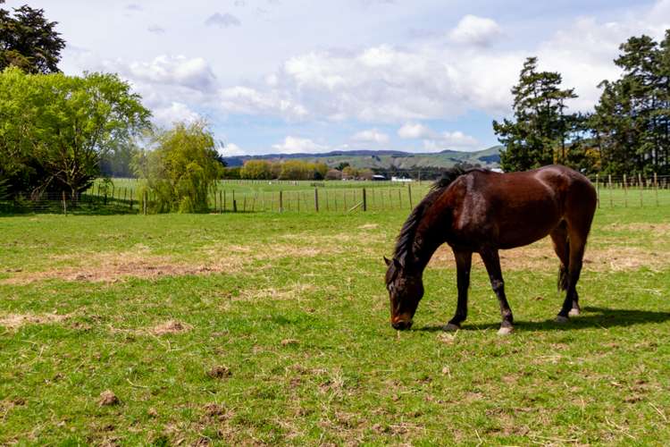 126 Whitmore Road Linton_14