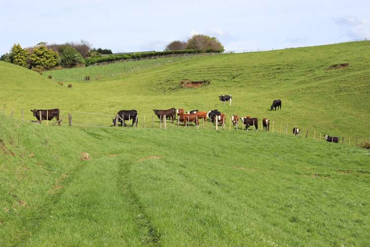 Lt2/310 Henwood Road Bell Block_3