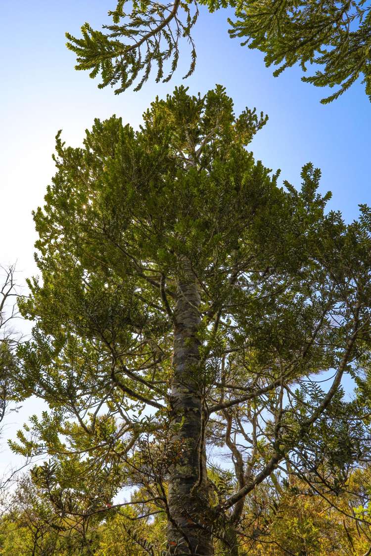 Lot 5 21 Waikawau Beach Road Little Bay_12