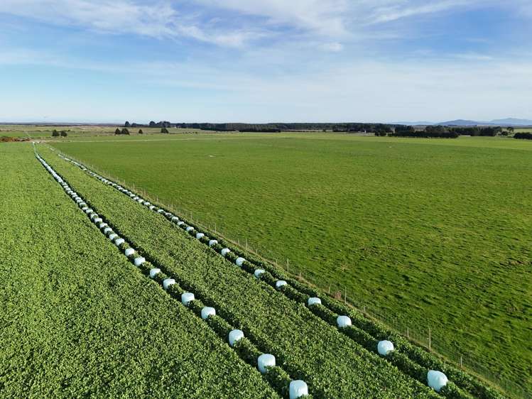 427 + 585 Marshall Road Awarua_9