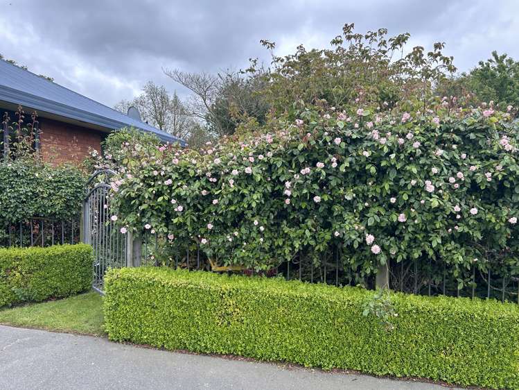 83b Forest Drive Methven_10