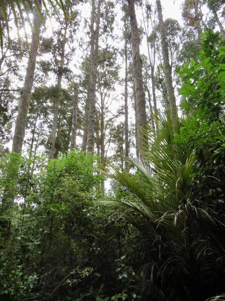 504b Wairere Road Maungaturoto_8