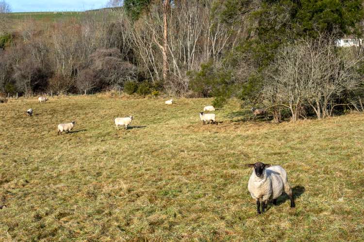 20 Gualter Road Geraldine_20