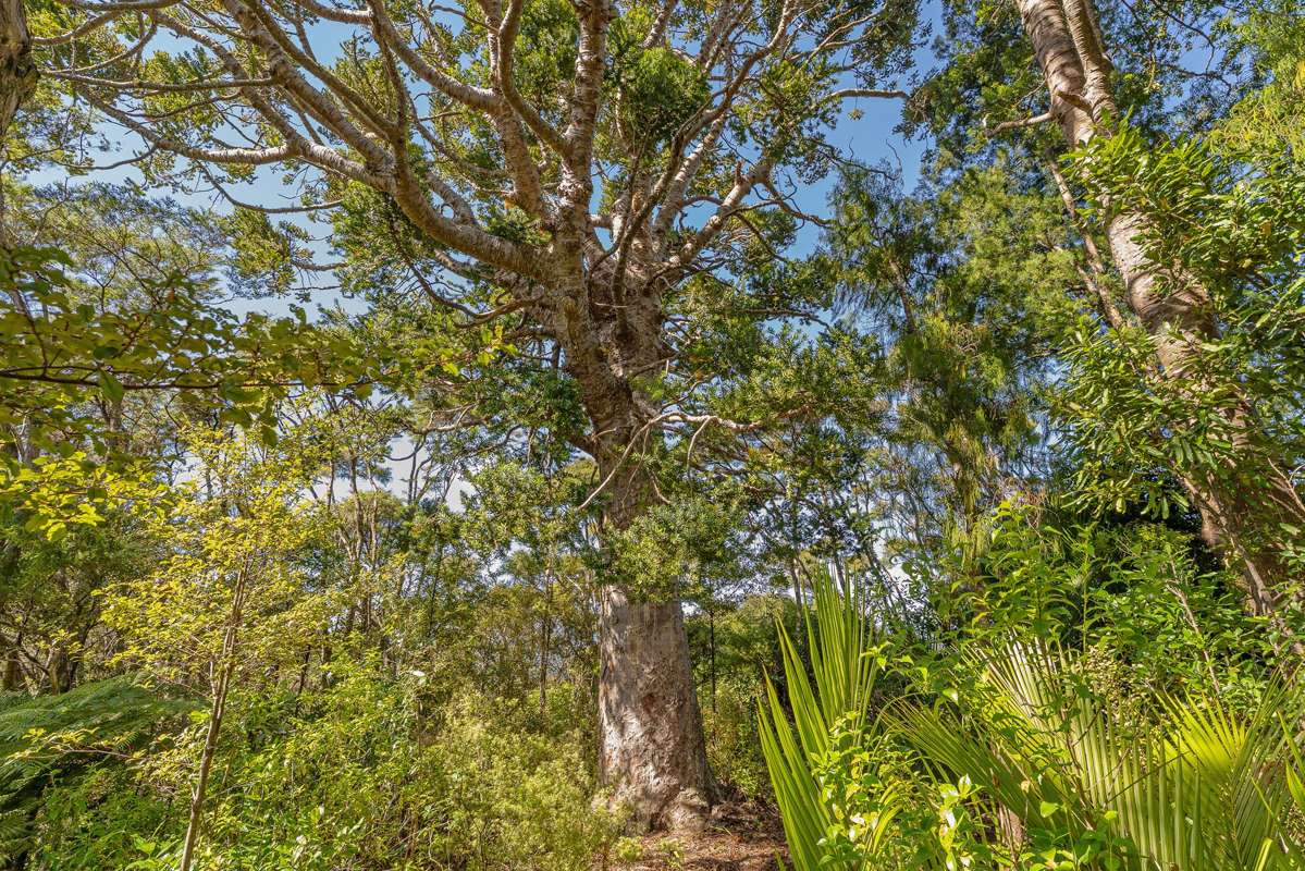 871B Tiki Quarry Road_4