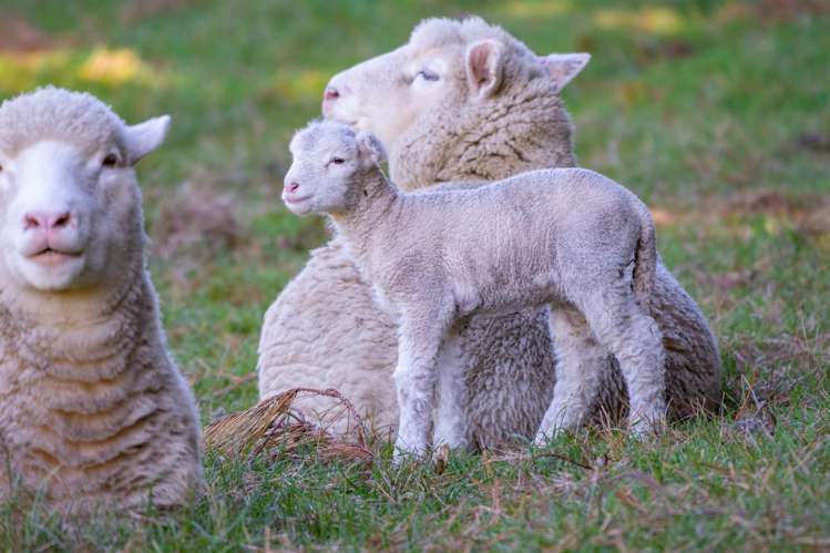 276 Pyramid Valley Road Pyramid Valley_22