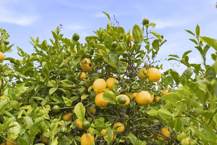 21 Lemon Street Otaki_20