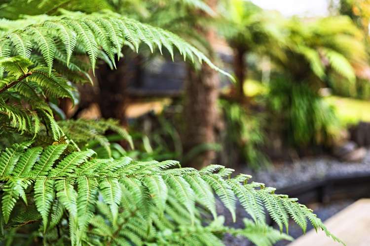 51 Seymour Place Bellevue_20