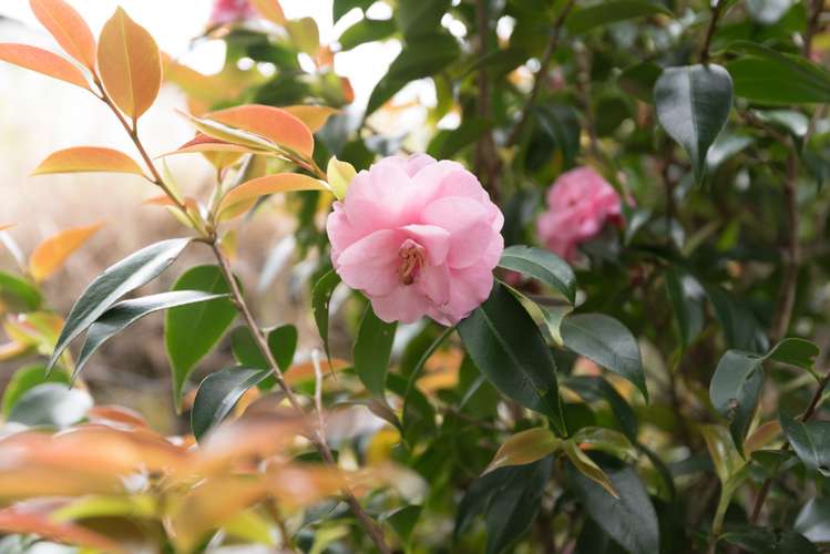 38 Rodney Street Howick_25