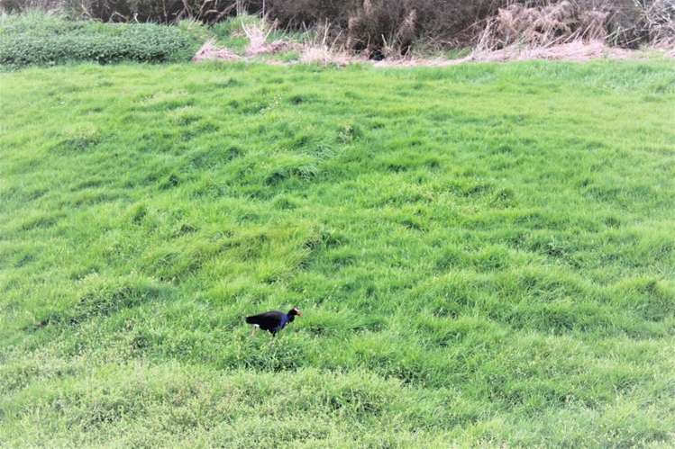 15 Tomes Lane Favona_10