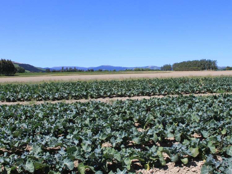 498 Allanton Road Outram_0