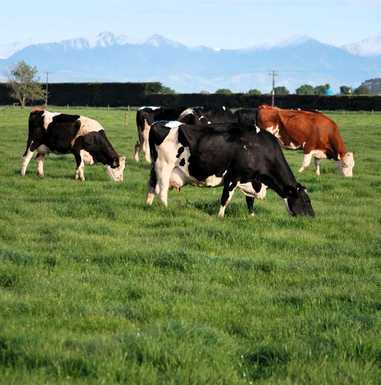 28 Toner Road Temuka_3