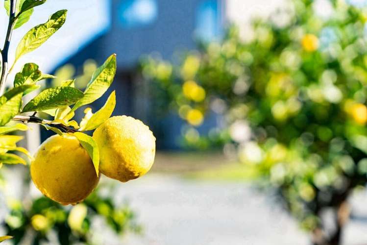 5 Citrus Place Mangawhai_22