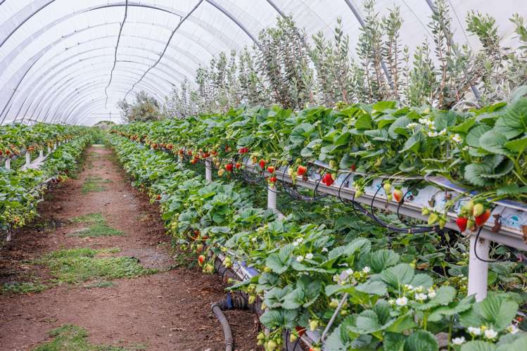 505 State Highway 2 Opaki_5