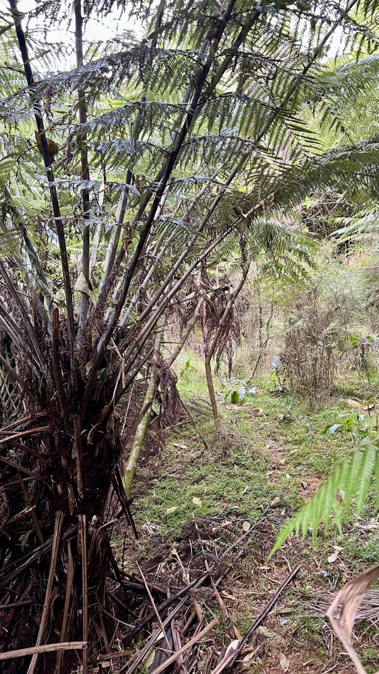 694 The 309 Road, Waiau Coromandel_9