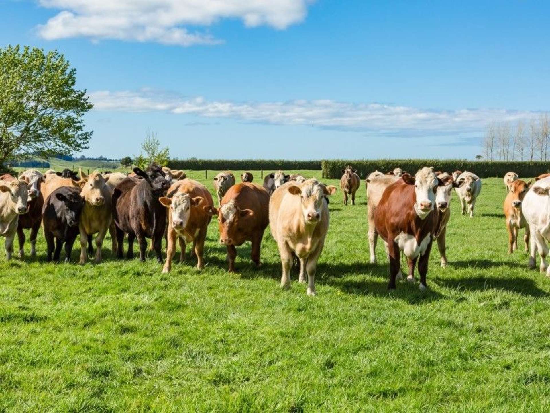 403 Te Ahu Ahu Road Waimate North_0