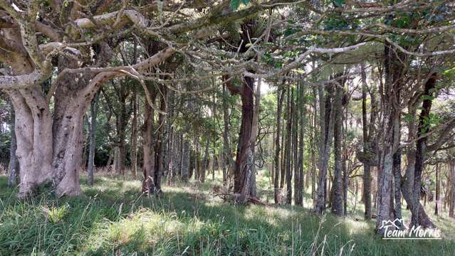 Native Bush & Panoramas