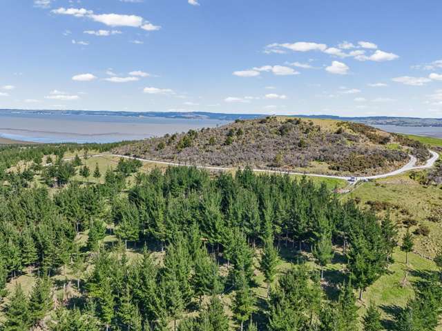 Mature forestry - Te Kowhai Road