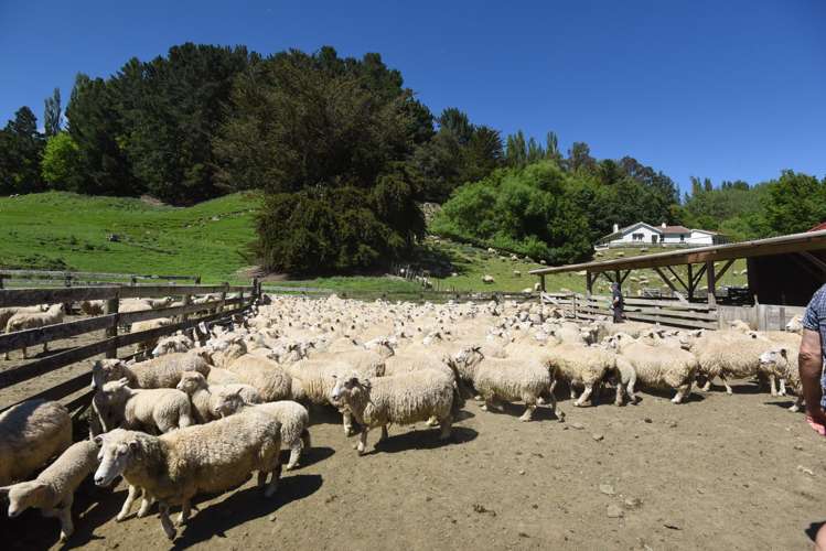 34 O’Neills Road Kakatahi_15