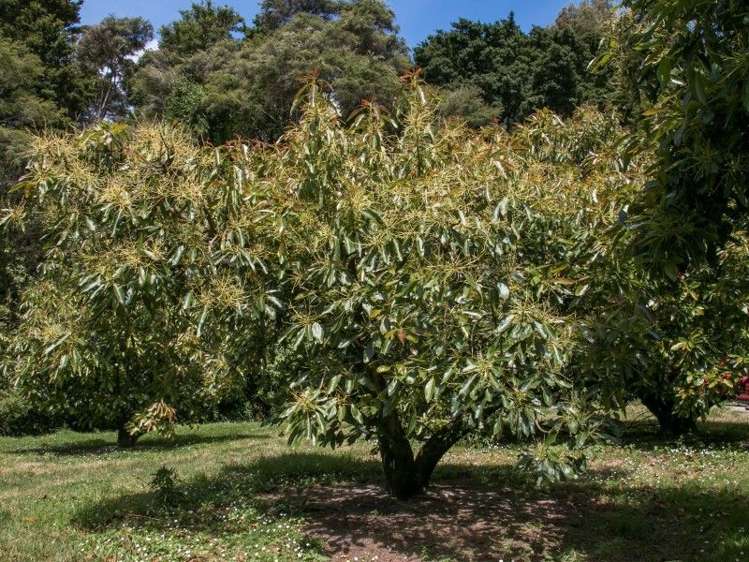 58d Rawaka Drive Katikati_19