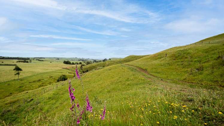 1131 Waikaretu Valley Road Waikaretu_9