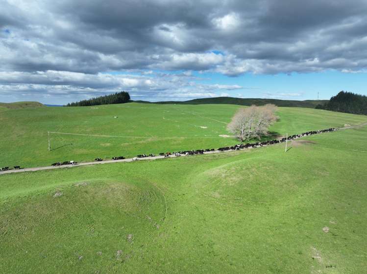 3986 Puketitiri Road Patoka_10