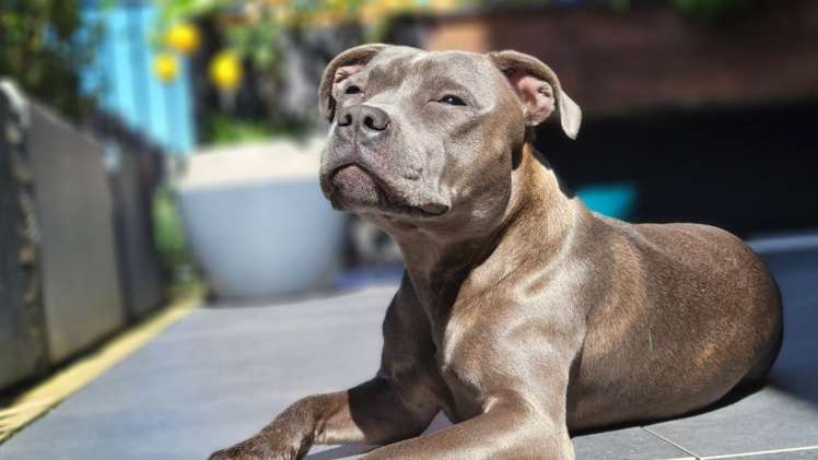 118/64 Victoria Street Onehunga_13