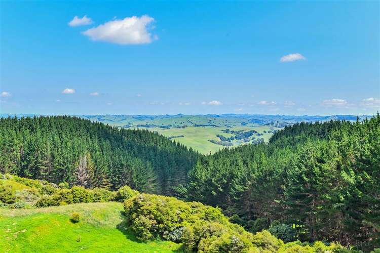 340 Kauri Road Onewhero_18